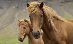 Icelandic horses