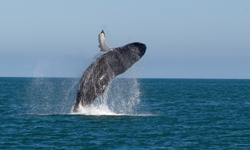 Whale watching in Iceland