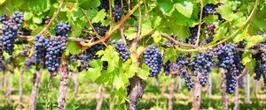 Wine areas to visit in 2013